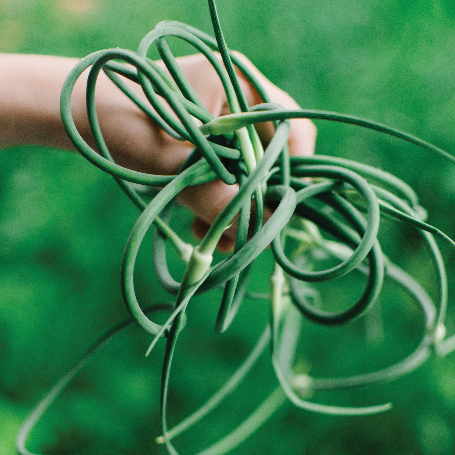 bundle of garlic scapes